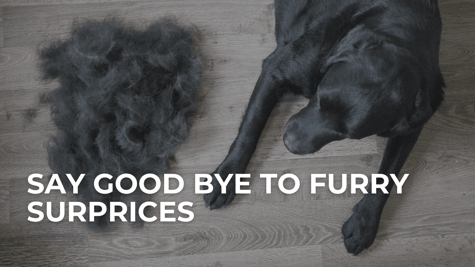 Removing Pet Hair From Your Car Interior - photo of black dog